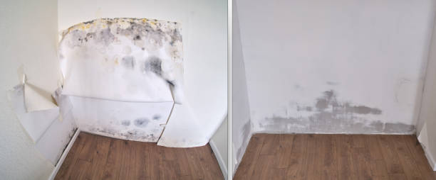 Professional Mold Removal in Gunnison, CO